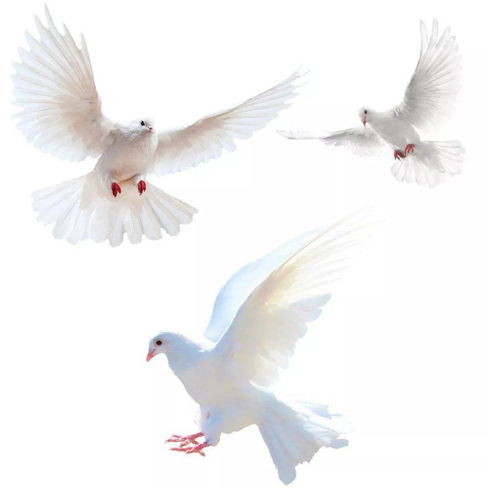 Bathroom Home Improvement - Peace Dove Wall Stickers for Living