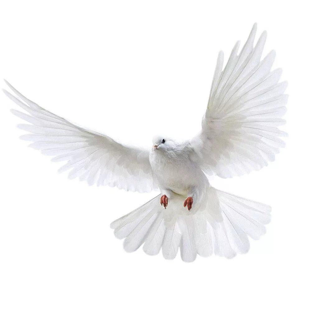 Peace Dove Wall Stickers for L - Bathroom Home Improvement avis et prix