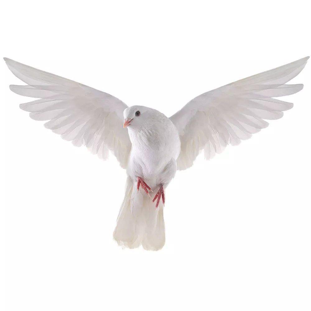 Peace Dove Wall Stickers for L - Bathroom Home Improvement avis et prix